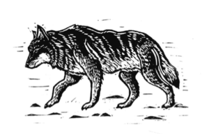 De wolf en ik